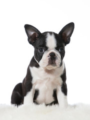 Boston terrier puppy dog portrait. Image taken in a studio with white background. Puppy is 8 weeks old.