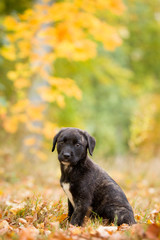 Hund Fila de sao miguel Welpe im Herbst