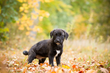Hund Fila de sao miguel Welpe im Herbst Tierkind im Laub kleiner schwarzer Rüde