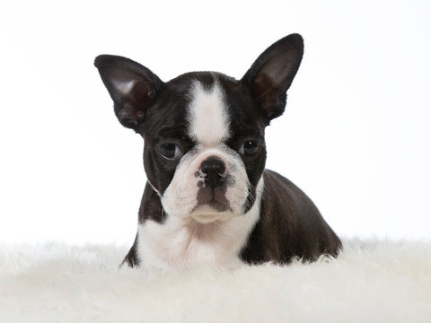 Boston terrier puppy dog portrait. Image taken in a studio with white background. Puppy is 8 weeks old.