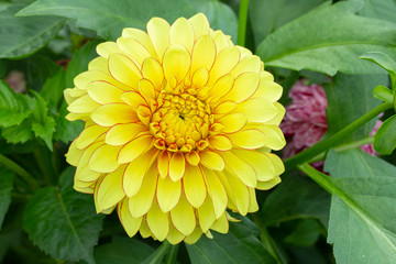 Flower yellow dahlia close-up