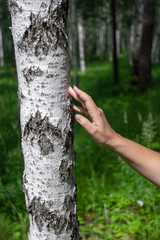 The hand of the girl touches the birch in the forest. On the ground, blurred green grass. Selective focus on the hand and birch. Ecological concept. Background with birches blurred.