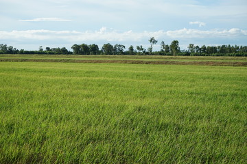 Rice fields and beautiful skies