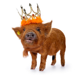 Ginger Kunekune piglet standing side ways, wearing orange crown. Looking at camera with naughty eyes. Isolated on white background. © Nynke