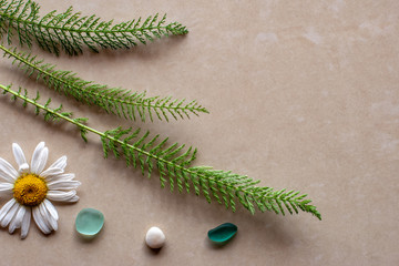 Flat view. Three green sprigs of a plant with chamomile and stones. Background brown ceramic tile. There is a place for text.