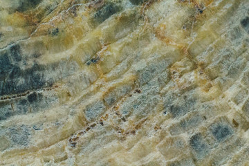 Natural piece of saw cut of petrified wood macro texture