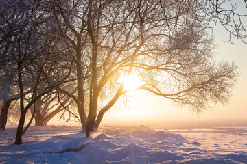 Beautiful winter scene in sunlight. Winter morning sunrise. Sunny winter landscape. Christmas background. Snowy nature landscape.  Amazing frosty weather with sun