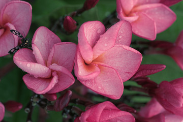 Vintage style Pink flowers in soft tones.Green tone