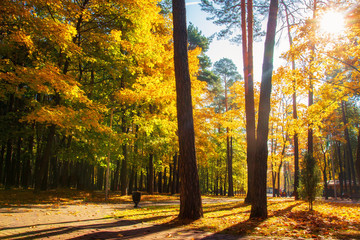Naklejka na ściany i meble Sunny autumn park. Scenic autumn. Yellow trees in sunlight. Bright sun in forest park. Autumn nature landscape