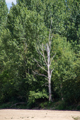 Arbre mort