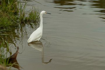 Snowy egret chasing a fish or frog