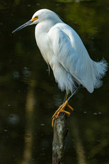 Snowy-egret resting on a dead trunk