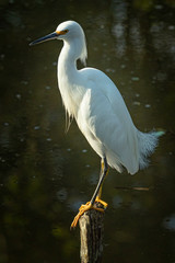 Snowy-egret resting on a dead trunk
