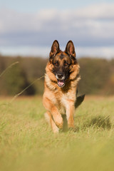 Altdeutscher Schäferhund im Herbst