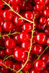 Ripe red currant berries in a bowl close up. Fresh ripe red currant on light grey background