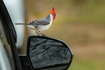 Red-crested cardinal on top of a mirror of a car