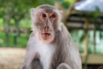 monkey. The concept of animals in the zoo. soft focus
