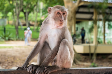 monkey. The concept of animals in the zoo. soft focus