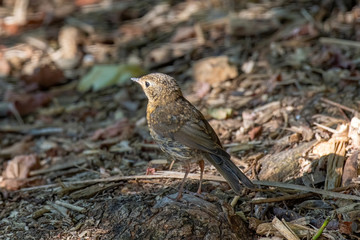 The European robin (Erithacus rubecula) in garden