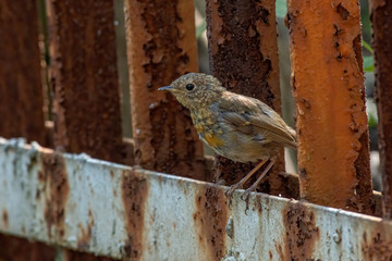 The European robin (Erithacus rubecula) in garden