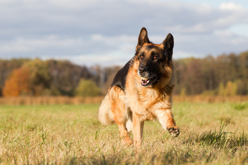 Altdeutscher Schäferhund im Herbst