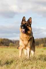 Altdeutscher Schäferhund im Herbst