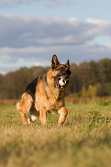 Altdeutscher Schäferhund im Herbst