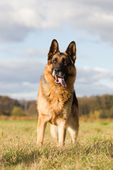 Altdeutscher Schäferhund im Herbst