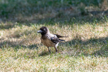 Hooded crow (Corvus cornix) Wildlife in natural habitat