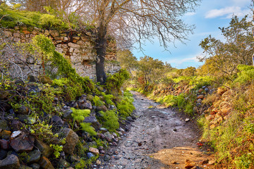 Dirt road stretching into the distance in a rural field surrounded by a stone wall, rocks, plants and trees of an autumn foliage color on a sunny day