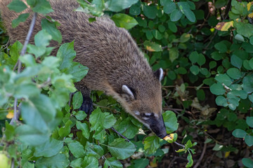 South American coati Nasua nasua. Wildlife animal