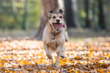 Hund im Herbst Wald