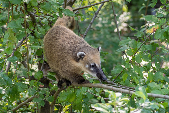 South American coati Nasua nasua. Wildlife animal