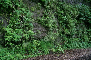 Fototapeta premium 田舎道