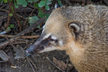South American coati Nasua nasua. Wildlife animal