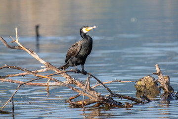 Great Cormorant or Phalacrocorax carbo in nature