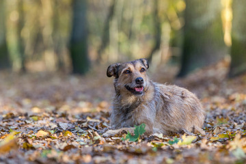 Hund im Herbst Wald