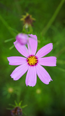 Purple flower in garden