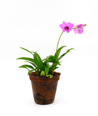 Orchid are auspicious flowers in pots made from coconut flakes isolated on white background.