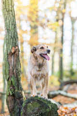 Hund im Herbst Wald