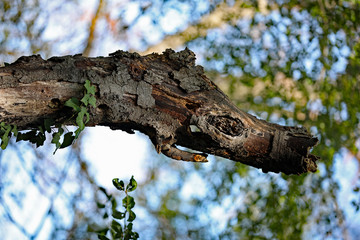 Ungeheuer aus Holz