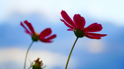 red flower and blue sky