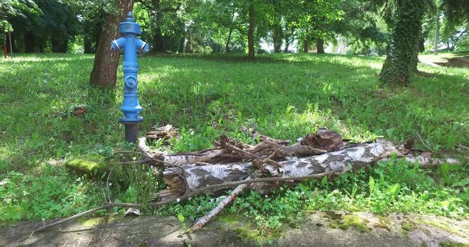 A hydrant in the park, surrounded by dry branches and greenery, for fire prevention.