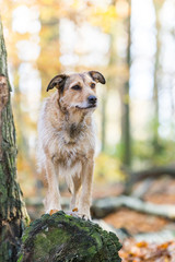süßer Mischling Hund im Herbst Wald auf einem Baumstamm, senior dog watching