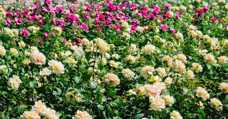 Magnificent garden roses growing in the city Park