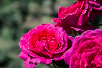 Magnificent garden roses growing in the city Park