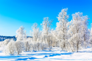 Winter hills landscape with white snowy trees