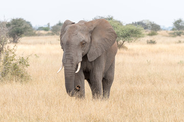 African elephant walking in a grass field