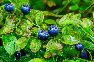 Ripe blueberry berries and water drops