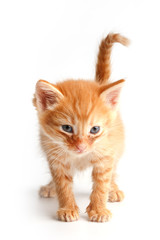 Little cute red kitten with blue eyes